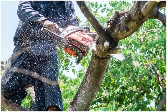tree services Torrington